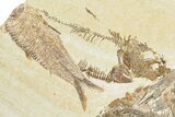 Multiple Fossil Fish (Mioplosus, Knightia & Diplomystus) Plate #307169-3